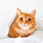 ペット火葬後の遺骨はどうする？自分にあった供養方法を見つけよう